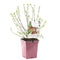 Fruithof - Vaccinium corymbosum pink lemonade