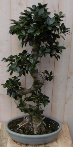 Warentuin Natuurlijk - Kamerplant Bonsai Ficus 80 cm