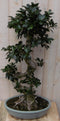 Warentuin Natuurlijk - Kamerplant Bonsai Ficus 80 cm