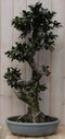 Warentuin Natuurlijk - Kamerplant Bonsai Ficus 80 cm