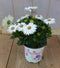 Warentuin Natuurlijk - 3 stuks! Spaanse margriet wit