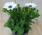 Warentuin Natuurlijk - 3 stuks! Spaanse margriet wit