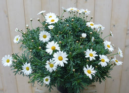 Warentuin Natuurlijk - Margriet wit