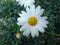 Warentuin Natuurlijk - Margriet wit