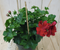 Warentuin Natuurlijk - 3 stuks! Hanggeranium rood