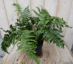 Warentuin natuurlijk - Vaste plant Tuinvaren
