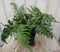 Warentuin natuurlijk - Vaste plant Tuinvaren