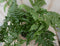 Warentuin natuurlijk - Vaste plant Tuinvaren