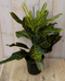 Warentuin Natuurlijk - Kamerplant Croton 60 cm
