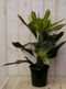 Warentuin Natuurlijk - Kamerplant Croton 60 cm