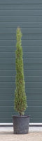 Warentuin Natuurlijk - 2 stuks! Italiaanse cipresboom Cupressus sempr. Pyramidalis h 162,5 cm boom