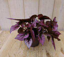Warentuin Natuurlijk - Kamerplant Bladbegonia rood