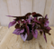 Warentuin Natuurlijk - Kamerplant Bladbegonia rood