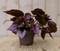 Warentuin Natuurlijk - Kamerplant Bladbegonia rood