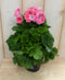 Warentuin Natuurlijk - 2 stuks! Franse Geranium zalmkleurig