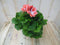 Warentuin Natuurlijk - 2 stuks! Franse Geranium zalmkleurig