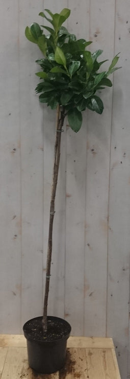 Warentuin Natuurlijk - Prunus Rotundifolia op 70 cm stam