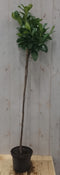 Warentuin Natuurlijk - Prunus Rotundifolia op 70 cm stam