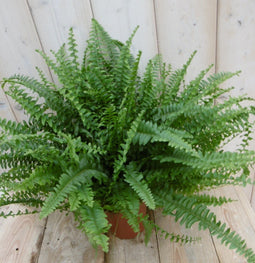 Warentuin Natuurlijk - Kamerplant Koningsvaren Nephrolepis 20 cm