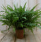 Warentuin Natuurlijk - Kamerplant Koningsvaren Nephrolepis 20 cm