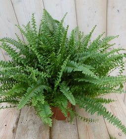 Warentuin Natuurlijk - Kamerplant Koningsvaren Nephrolepis 40 cm