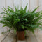 Warentuin Natuurlijk - Kamerplant Koningsvaren Nephrolepis 40 cm
