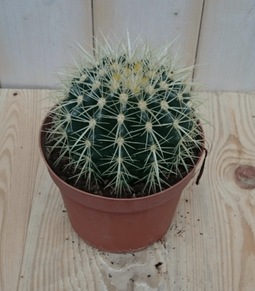 Warentuin Natuurlijk - Kamerplant Cactus schoonmoedersstoel klein