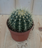 Warentuin Natuurlijk - Kamerplant Cactus schoonmoedersstoel klein