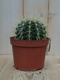 Warentuin Natuurlijk - Kamerplant Cactus schoonmoedersstoel klein