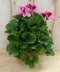 Warentuin Natuurlijk - 2 stuks! Franse Geranium tweekleurig roze