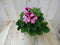 Warentuin Natuurlijk - 2 stuks! Franse Geranium tweekleurig roze