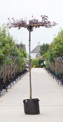 Warentuin Natuurlijk - Rode sierpruim kruisdak Prunus cer. Nigra h 210 cm st. omtrek 8 cm st. h 2...