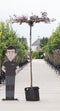 Warentuin Natuurlijk - Rode sierpruim kruisdak Prunus cer. Nigra h 210 cm st. omtrek 8 cm st. h 2...