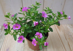 Warentuin Natuurlijk - 3 stuks! Petunia Million Bells roze