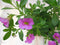 Warentuin Natuurlijk - 3 stuks! Petunia Million Bells roze