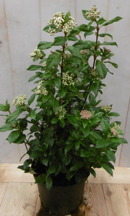 Warentuin Natuurlijk - Viburnum Tinus 50 cm