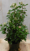 Warentuin Natuurlijk - Viburnum Tinus 50 cm