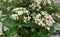 Warentuin Natuurlijk - Viburnum Tinus 50 cm