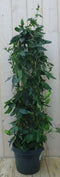 Warentuin Natuurlijk - Passiebloem 90 cm