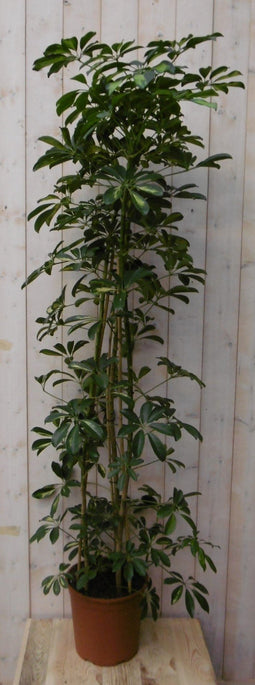 Warentuin Natuurlijk - Kamerplant Schefflera Vingersboom geelbont 120 cm
