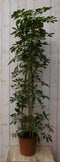 Warentuin Natuurlijk - Kamerplant Schefflera Vingersboom geelbont 120 cm