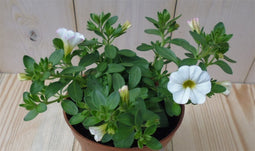 Warentuin Natuurlijk - 3 stuks! Petunia Million Bells wit