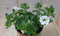 Warentuin Natuurlijk - 3 stuks! Petunia Million Bells wit
