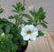 Warentuin Natuurlijk - 3 stuks! Petunia Million Bells wit