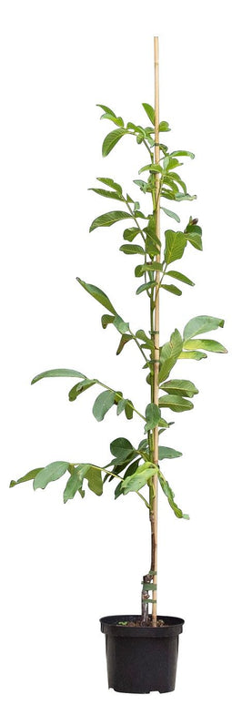 Warentuin Natuurlijk - 2 stuks! Walnotenboom Buccaneer Juglans regia Buccaneer h 162,5 cm st. omt...