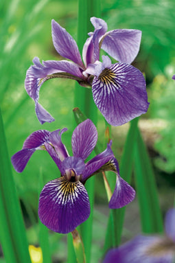 Moerings - 2 stuks! Iris kaempferi potmaat P9