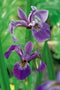 Moerings - 2 stuks! Iris kaempferi potmaat P9