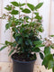 Warentuin Natuurlijk - Viburnum Tinus 30 cm