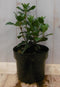 Warentuin Natuurlijk - Viburnum Tinus 30 cm