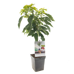 Fruithof - Prunus avium Stella Patio
